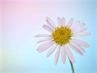 Closeup white petals of common daisy flower with blue pastel blurred background ,macro image ,soft focus ,sweet color for card design ,daisy background