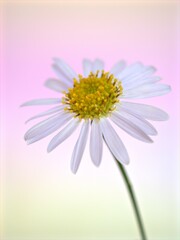 Closeup white petals of common daisy flower with blue pastel blurred background ,macro image ,soft focus ,sweet color for card design ,daisy background