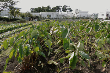 Taro field before harvest
