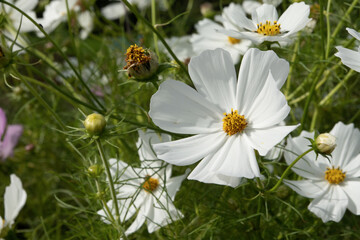 Fototapeta premium Cosmos flowers blooming in autumn