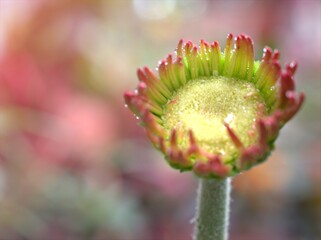 Closeup red yellow petals of Gerbera daisy bud flower (Transvaal daisy) in garden with colorful blurred background ,macro image ,sweet color, soft focus for card design ,flower with dew drops