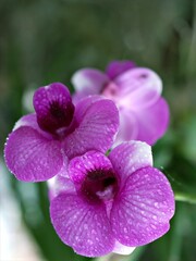 Closeup macro petals white purple orchid flower cooktown ,Dendrobium bigibbum plants and soft focus on blurred background, sweet color for card design