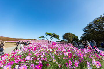 国営ひたち海浜公園のコスモスとコキア