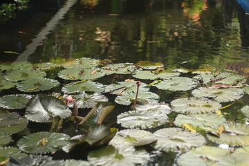 Obraz na płótnie Canvas Lotus Leaves in a Pond