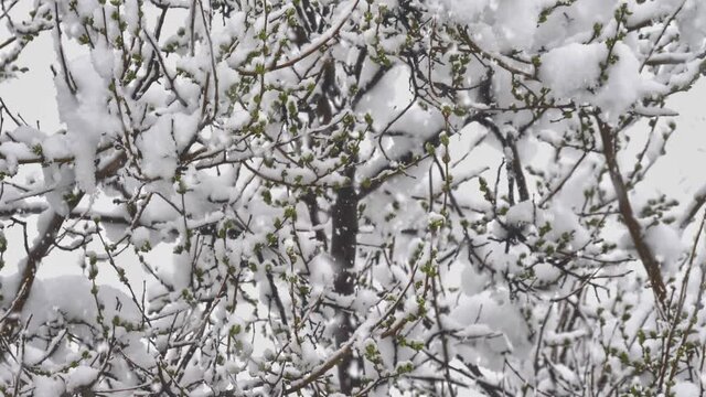 snow fall branches tree 4k