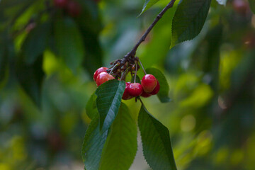 Fototapeta premium sweet wild red cherries fruits growing on tree in a bunch at summer orchard ecology natural fresh background concept