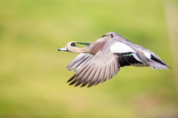 Wigeon Drake Male Duck Taking Off Against A Green Field Background