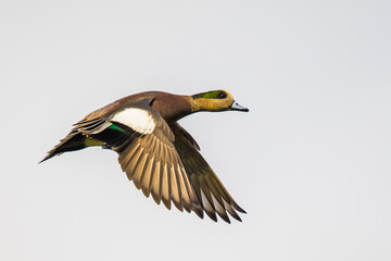 Obraz premium Wigeon Drake Male Duck Taking Off Against A Pale Gray Background