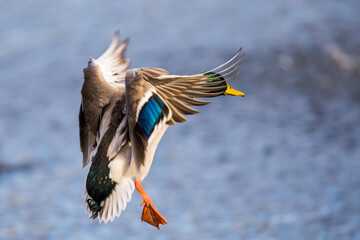 Obraz premium Beautiful Iridescent Green and Blue Feathers Glow in Bird In Flight Mallard Duck Image