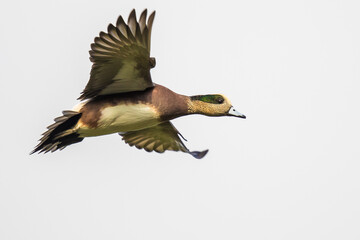 Wigeon Drake Male Duck Taking Off Against A Pale Gray Background