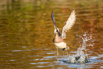 Wigeon Drake Male Duck Taking Off Against A Shimmering Gray Pond Background