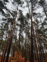 forest in autumn