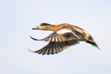 Wigeon Drake Male Duck Taking Off Against A Pale Blue Sky Background