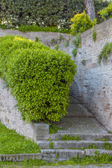 Part of a Medieval garden to Fano (Italy)