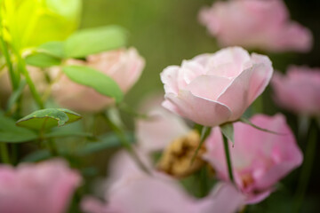 Obraz premium Roses in the garden