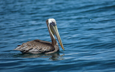 pelican on the beach