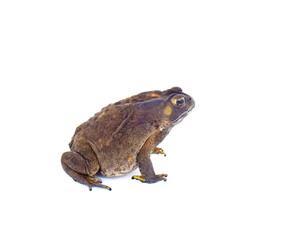 toad isolated on white background