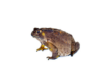 toad isolated on white background