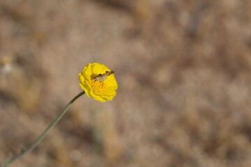 Yellow head inflorescences bloom from Leafstalk Marigold, Baileya Pleniradiata, Asteraceae, native hermaphroditic herbaceous short lived perennial in Joshua Tree National Park, Southern Mojave Desert,