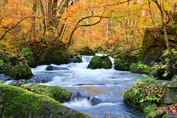 秋の奥入瀬渓流・阿修羅の流れ（青森県・十和田市）
