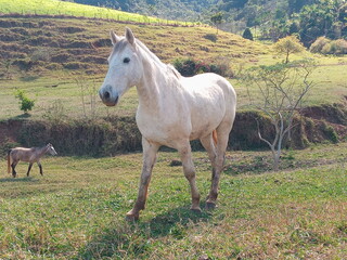 Obraz premium cavalo