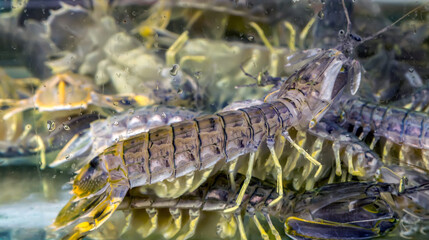 Obraz na płótnie Canvas Mantis Shrimp seafood market