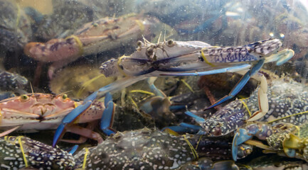 Fototapeta na wymiar Blue Swimming Crab, Flower Crab seafood market