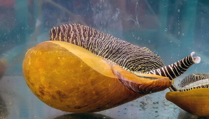 Melo melo Baler volute shell melon