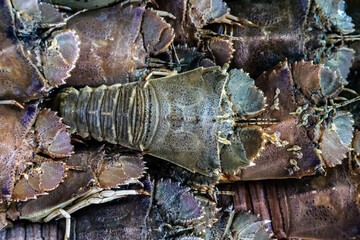 Green Raw Moreton Bay Bugs Large