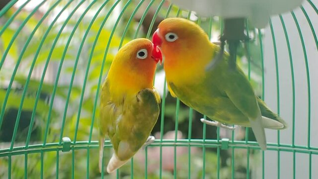 Lovebirds is the common name for the genus Agapornis are flirting each other in the cage.