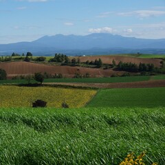 Fototapeta premium Biei,Hokkaido,Japan Hill