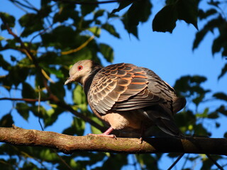 鳩の日向ぼっこ