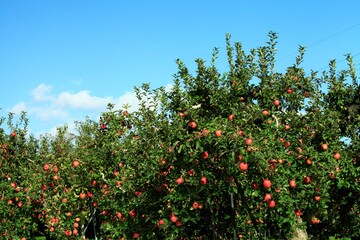 Fototapeta na wymiar 青空の中のりんご園