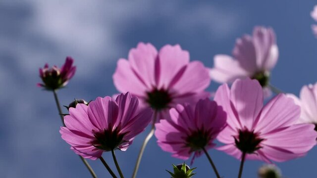Pink cosmos swaying in the wind against the blue sky in Korea