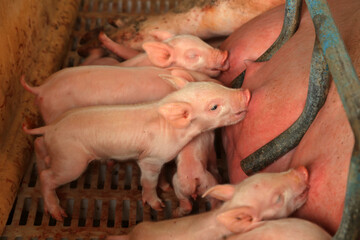 A group of piglets are suckling, next to sows, in a farm, China