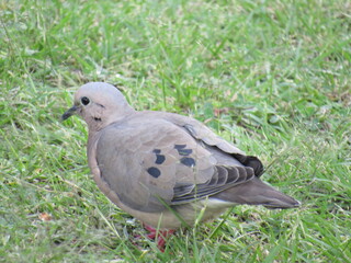 pigeon on grass