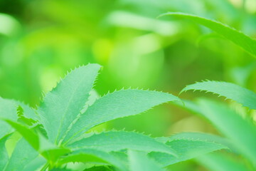 close up of green leaves with soft background, green, vintage, bokeh, 