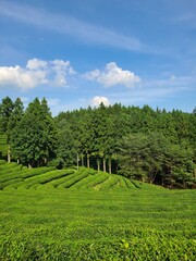 green tea plantation