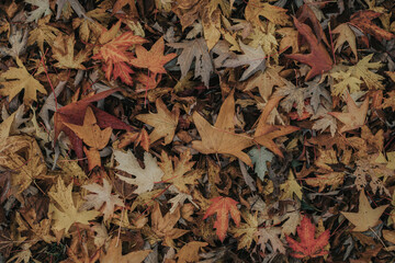 Hojas de otoño en suelo de bosque
