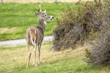 White tail deer looks to the side.