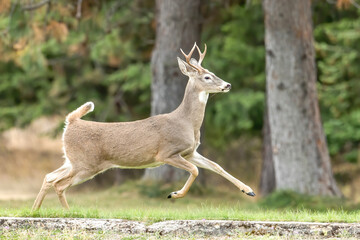 White tail runs in a park.