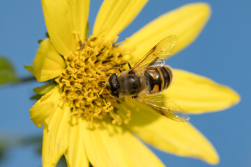 Mimic fly on a flower on a bright day.