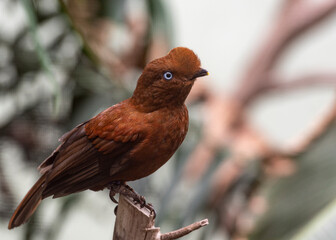 Beep Brown Plumage on a Female Andean Cock of the Rocj