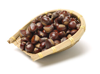 chestnut on a white background