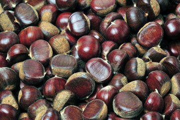 chestnut on a white background