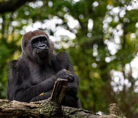 Earth Toned Fur on a Mountain Gorilla in a Tree