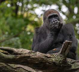 Earth Toned Fur on a Mountain Gorilla in a Tree