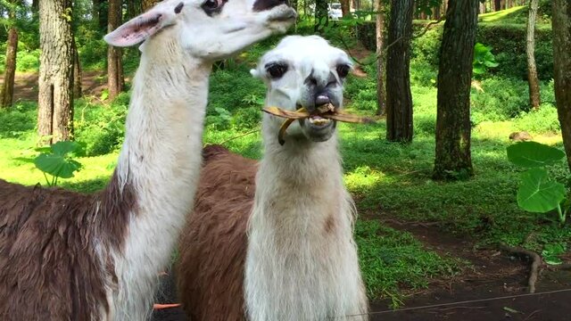 Feeding ilama glama with banana peel