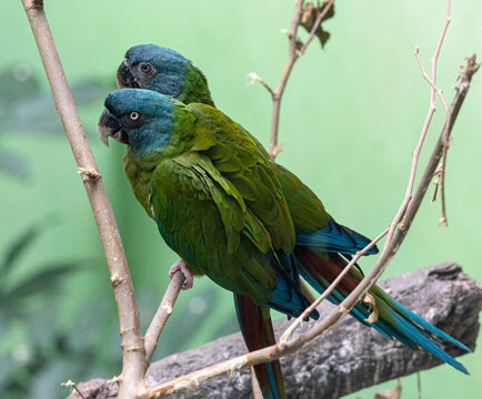 Deep Blue and Green Plumage on a Pair of Blue Head Macaws in a Tree