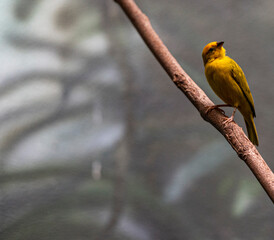 Bright Yellow and Orange Plumage on a Golden Weaver on a Branch